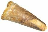 Fossil Spinosaurus Tooth - Real Dinosaur Tooth #380986-1